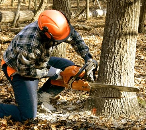 Tree Removal in Moscow, OH